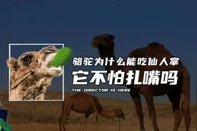 骆驼为什么能吃仙人掌，它不怕扎嘴吗？