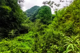 西安附近秦岭不著名的峪沟，森林茂密山水很美，是一处自驾游秘境视频封面