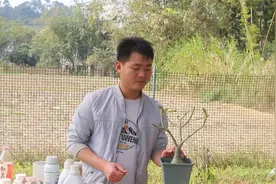 沙漠玫瑰落叶严重，三招大营救过后叶片更油绿视频封面