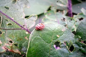 茄子上的“花大姐”危害严重，这样防治，两遍就能治干净