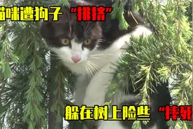 猫咪遭狗子欺凌，躲在树上“饿死”也不愿回家，险些“摔死”视频封面