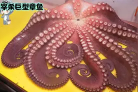 韩国专业厨师，宰杀50斤大的八爪鱼，让大家见识一下专业刀法视频封面