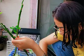 发财树的枝条剪下来土培，根长太慢，赶紧水培扦插，几周就长白根视频封面
