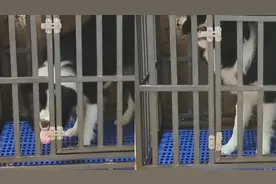 边牧被关笼子后研究如何开锁，一番操作网友傻眼：送孩子去高考吧