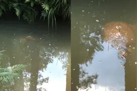 男子爬山时意外发现30斤野生土鳖，心中狂喜连连惊叹：这好吓人！