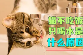 猫不吃饭只喝水是什么原因？铲屎官一定要重视！视频封面