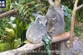 萌萌哒！南京一只新出生的考拉宝宝，最爱赖在妈妈身上视频封面