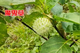 农村常见的曼陀罗，花香吸多了会产生幻觉，3颗种子能毒死一头牛视频封面