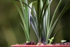 种植兰花，什么植料最好？如何才能养分充足，不烂根视频封面