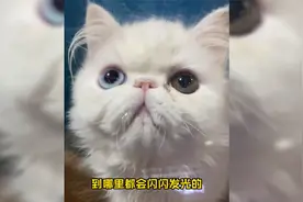 再为粉丝淘只异色瞳加菲猫，猜猜看，最后这只多少钱带走的？视频封面