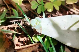 院子里到处是多肉小苗，多年以后，就能变成多肉大户视频封面