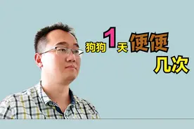 新手铲屎官必修课之一，狗狗一天便便几次才正常呢？