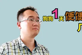 新手铲屎官必修课之一，狗狗一天便便几次才正常呢？视频封面