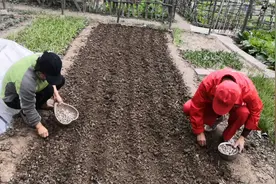 怎样做才能种出独头蒜？视频封面