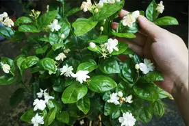 茉莉花花期，不做好3点，花苞还没开就掉落视频封面