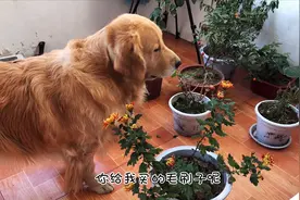 主人忘了给金毛买毛刷，金毛用花威胁，吓得主人跑了三家店才买来视频封面