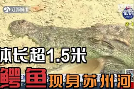 体长超1.5米！苏州常熟一河道内惊现鳄鱼，警民合力抓捕视频封面