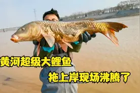 黄河超级大鲤鱼被拖上岸，现场沸腾了，摄影师激动的说不出话来视频封面