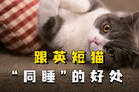 跟英短猫同睡好处竟然这么多，后悔没早知道！视频封面