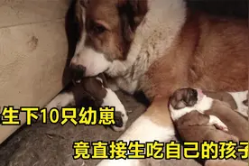 狗妈生下10只幼崽，竟直接生吃自己的孩子，高狼性格真凶残！视频封面