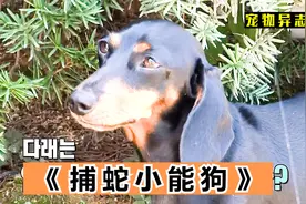 无论被蛇咬多少次，依然不能阻止狗子抓蛇的爱好视频封面