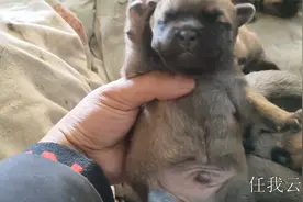 8只小奶狗相当可爱，就是叫声尖锐刺耳，让人有摔它几下的冲动！