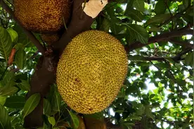 福建农村土豪大别墅的院子，种着各种罕见的水果，看着就让人羡慕视频封面