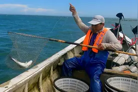阿雄带徒弟出海放排钩抓大货，禁海期生意火爆，到家就被客户买走视频封面