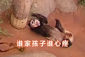熊猫丫丫被曝在美遭虐待，便血疼得满地打滚，水池都是绿色不明物视频封面