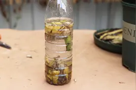 自制“天然有机肥”，我有2种方法，简单方便，花卉很爱喝