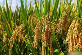 袁隆平超级稻蒙自基地连续四年百亩片平均亩产超1100千克