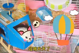 手工达人给仓鼠做了一台玩具飞机，不花一分钱，还能带仓鼠起飞