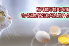 猫咪能吃鸡蛋吗？猫咪能吃生鸡蛋吗？视频封面