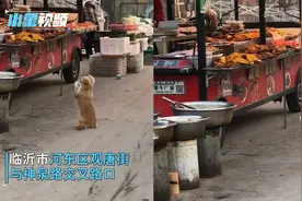 山东临沂再现干饭狗，肉摊前作揖乞讨，店主难以抵挡最终大方施舍视频封面