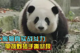 大熊猫真实战斗力，单挑野猪手撕豺狼，真是萌兽变猛兽视频封面
