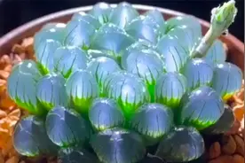 晶莹剔透的玉露原来是这样养成的！分享玉露养护要点和繁殖方法