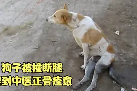 狗狗被无情司机撞断双腿，幸好遇到救援小哥，得以身体健康视频封面