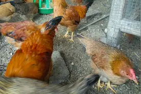 农村土鸡爪子先天畸形，据说是近亲繁殖导致的，你同意这种说法吗视频封面