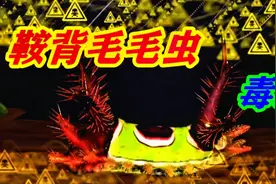 鞍背毛毛虫外表色彩鲜艳，它身上的毒刺很厉害，被刺到就惨了！视频封面