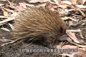 十大可爱刺猬品种，让你对这个动物有更多了解！