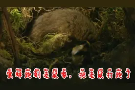 蜜蜂跑到老鼠家里，把老鼠打跑了，老鼠技不如蜂，让出自己的爱巢视频封面