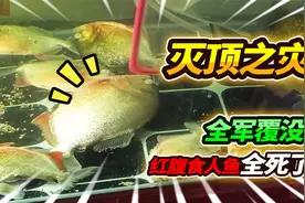 雷暴雨天气鱼房跳闸停电，养了268天的红腹全军覆没，这损失惨重视频封面