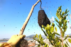 小伙挖野生蜜蜂窝，石缝太深，教你一招让蜂王带着蜂群飞出来结团视频封面