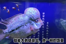 给罗汉鱼、蝴蝶鲤投喂鱼饲料，投喂量应该如何把握，一天几次？视频封面