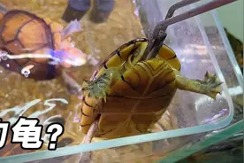 准备了龟龟们最爱吃的泥鳅，喂食过程甚至能体验“钓龟”乐趣！