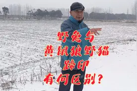 野兔与野猫、黄鼠狼的蹄子印有何区别？有经验的老农一看便知视频封面