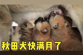 马上满月的秋田小奶狗吃奶太恐怖了！一个比一个能抢，心疼狗妈妈