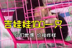 逛逛全国第一大狗市，吉娃娃一百一只，这个价格合适吗？视频封面