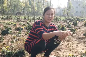 农村媳妇听说马齿菜治白发，去地里挖半筐，回家熬水让老公洗头发