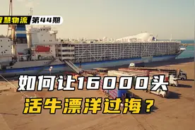 16000头活牛，如何从澳大利亚运送到亚洲？视频封面